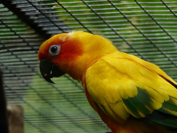 sun parakeet parrot aratinga solstitialis 