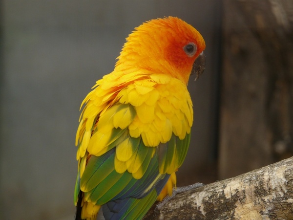 sun parakeet south american parrot