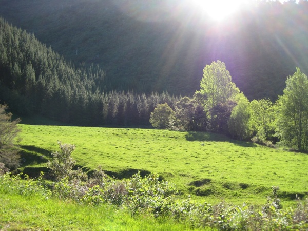 sun rays on green meadow
