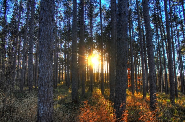 sun setting through trees at kettle moraine north wisconsin