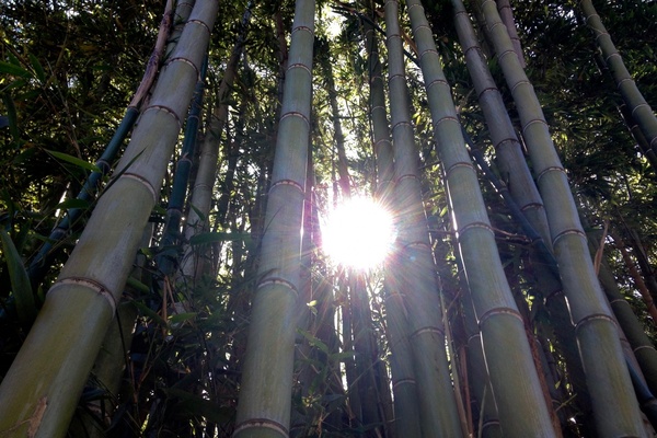 sun shining through bamboo trees