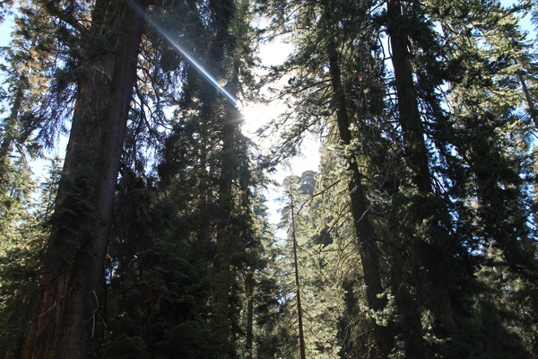 sun shining through center of sequoia trees