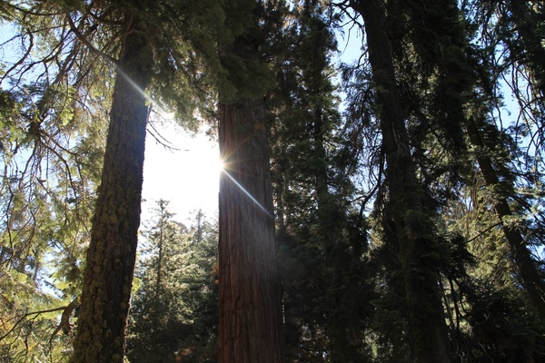 sun shining through sequoia tree forest