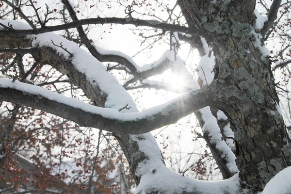sun shining through snow covered branches