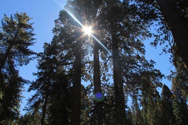 sun shining through top of sequoia trees
