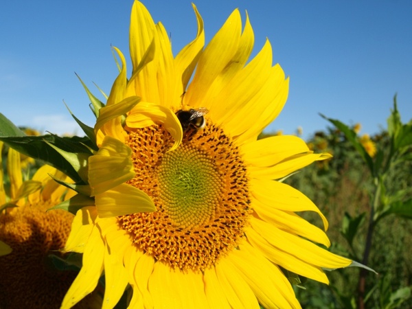 sun sun flower hummel