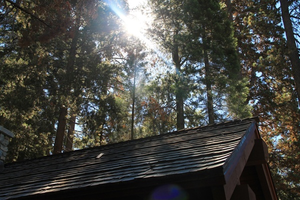 sun through trees over roof