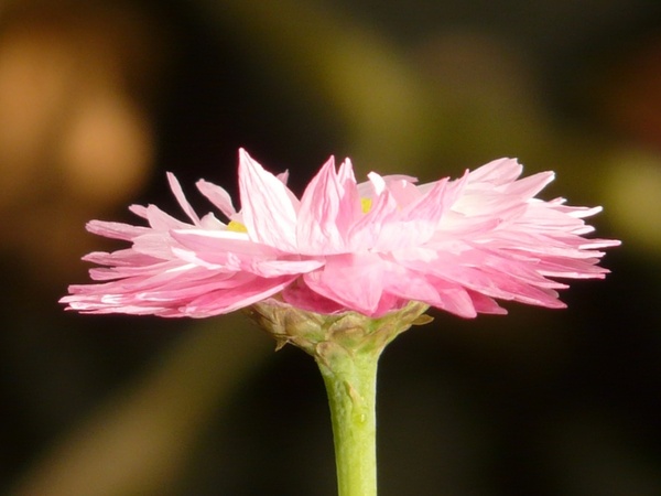 sun wing flower pink