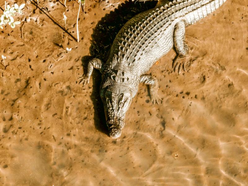 sunbathing crocodile picture high view scene 