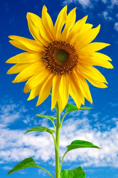 Sunflower Free Stock Photos Download 258 Free Stock Photos For