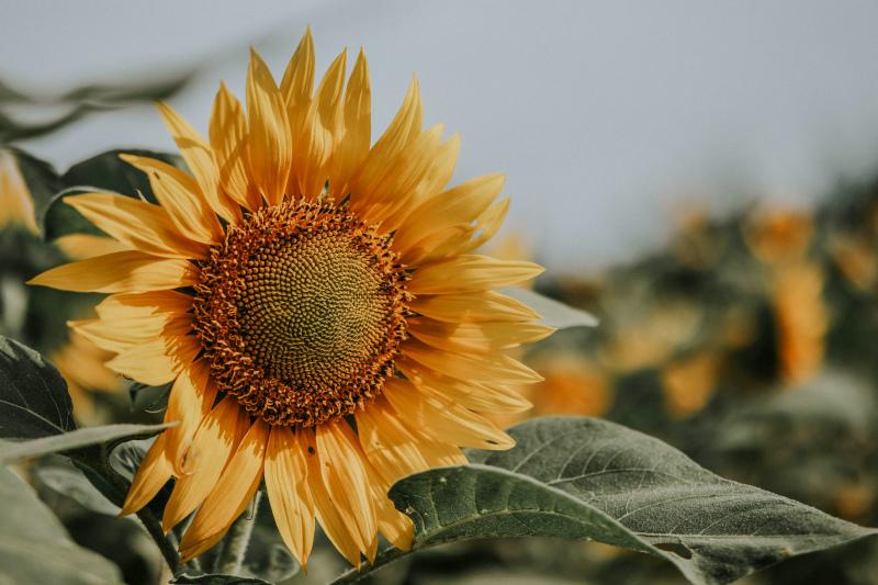 sunflower backdrop picture classic closeup 