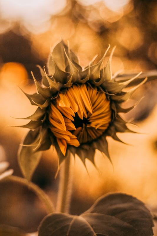 sunflower backdrop picture classical dark closeup bokeh light 