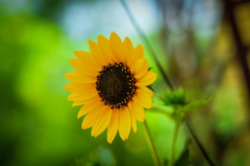 sunflower backdrop picture elegant blurred closeup 