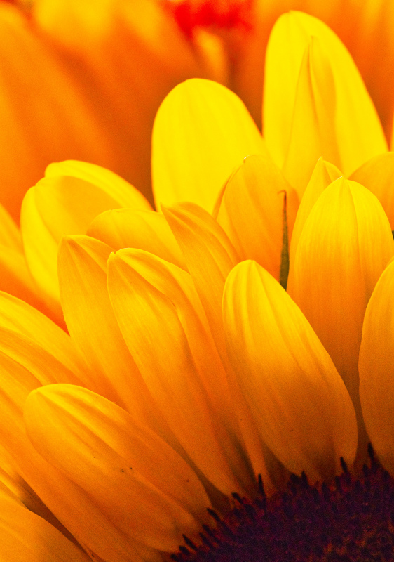 sunflower backdrop picture elegant closeup 
