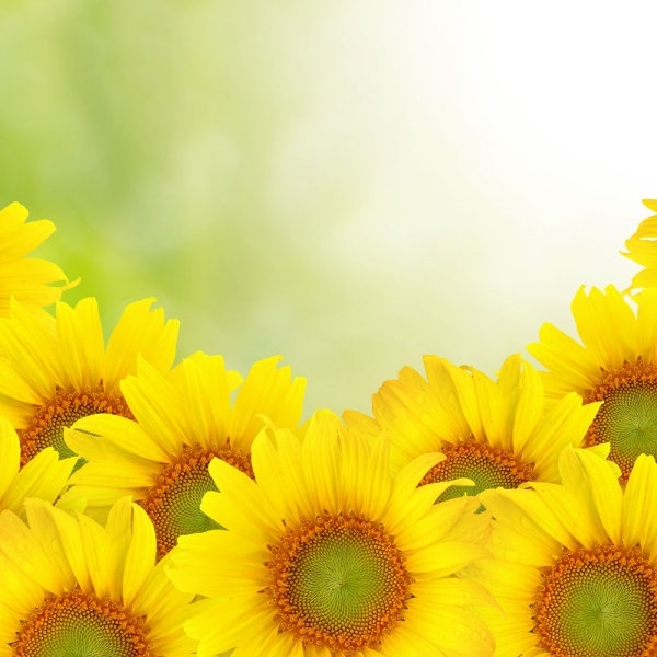 sunflower background 02 hd picture