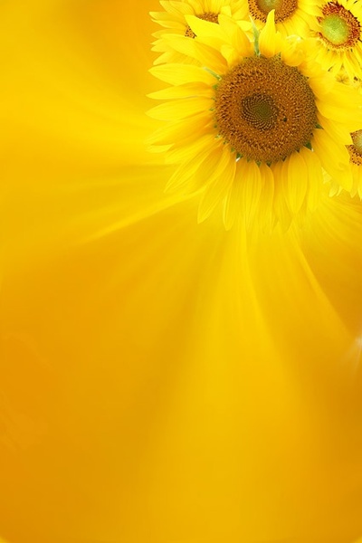 sunflower background image 10 