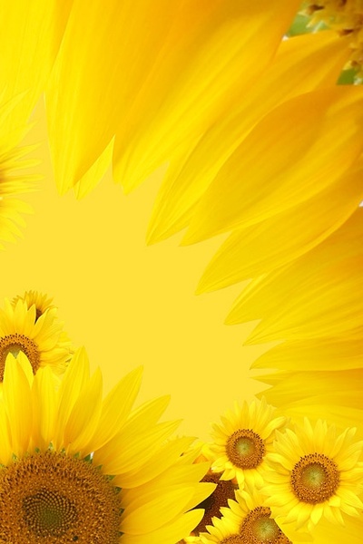 sunflower background image 13 