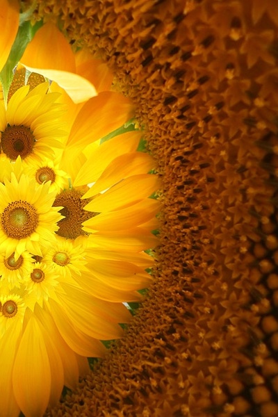 sunflower background image 3 