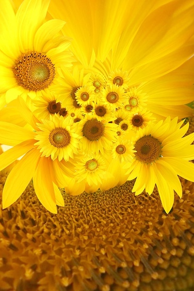 sunflower background image 4 
