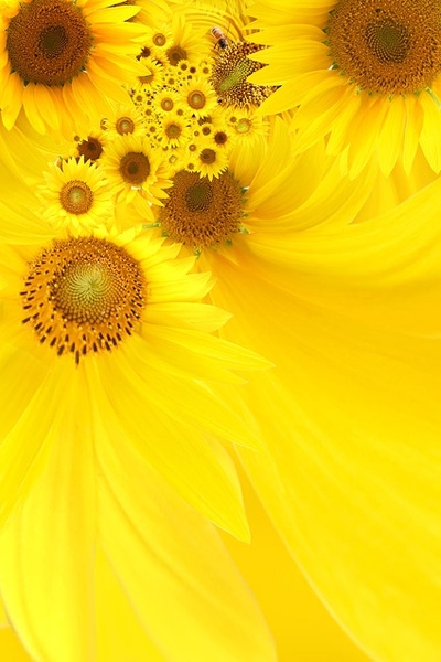 sunflower background image 5 