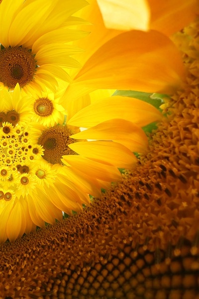 sunflower background image 6 