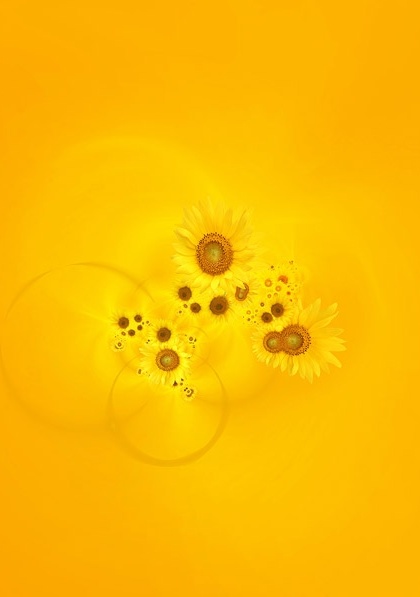 sunflower background image 7 