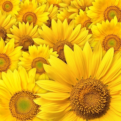sunflower background picture 