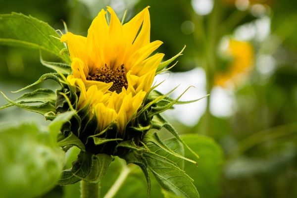 sunflower blooming sun