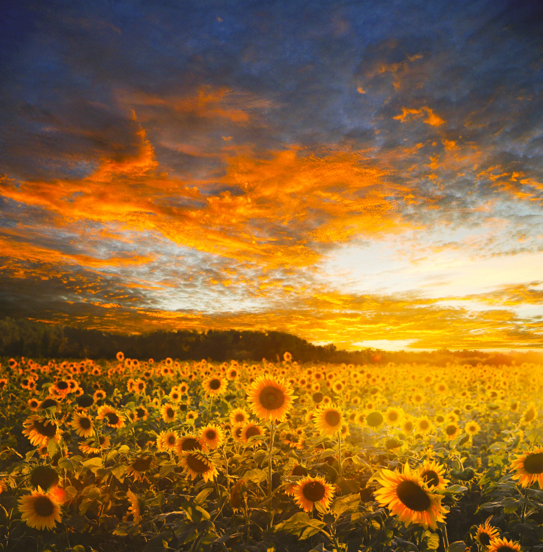 sunflower field picture dark sunset