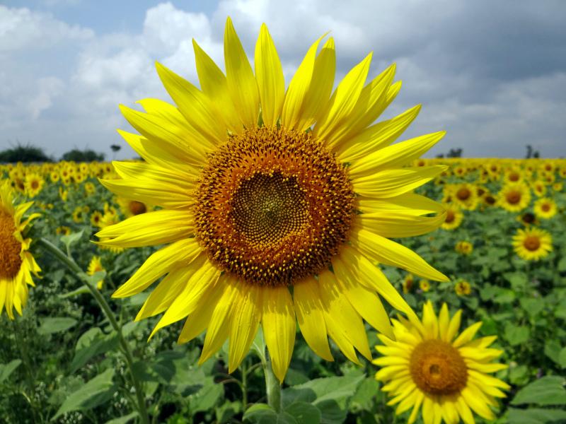sunflower field scenery picture elegant closeup 