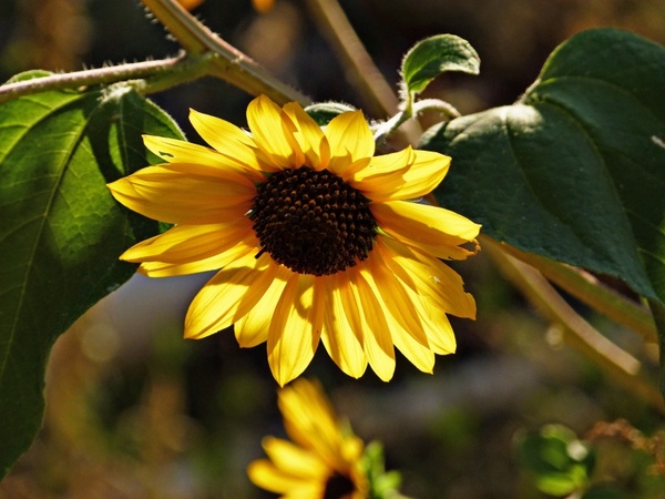 sunflower flower plant 