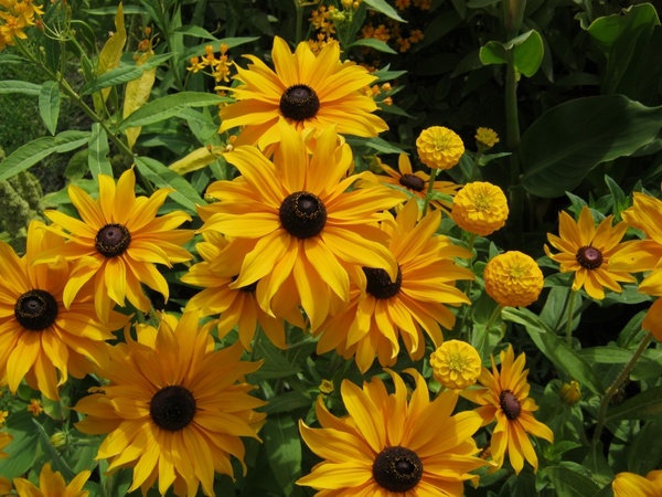 sunflower flowers blã¼tenmeer