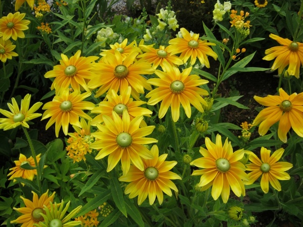 sunflower flowers blã¼tenmeer