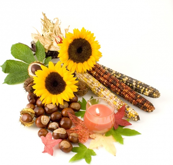sunflower indian corn