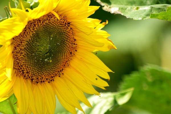sunflower nectar pollen