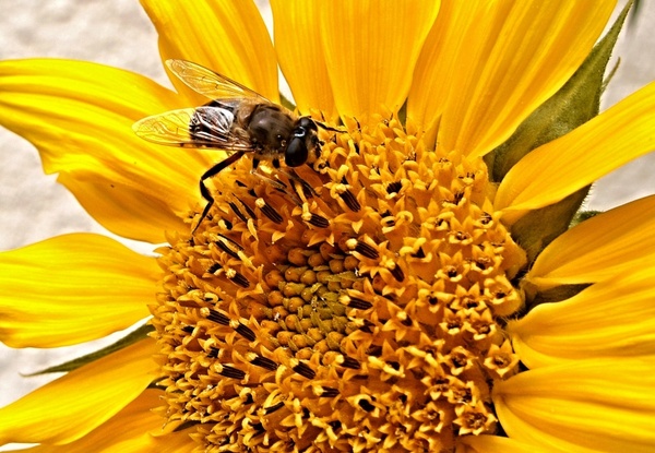 sunflower pest 