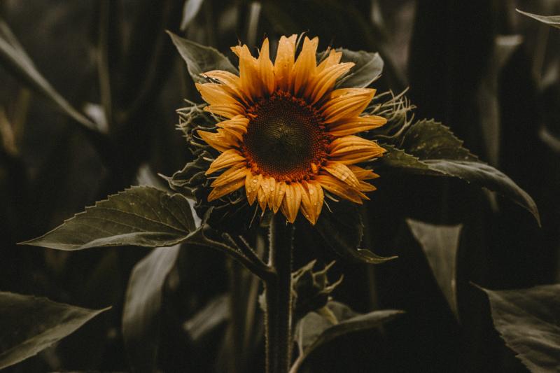 sunflower picture classic dark  