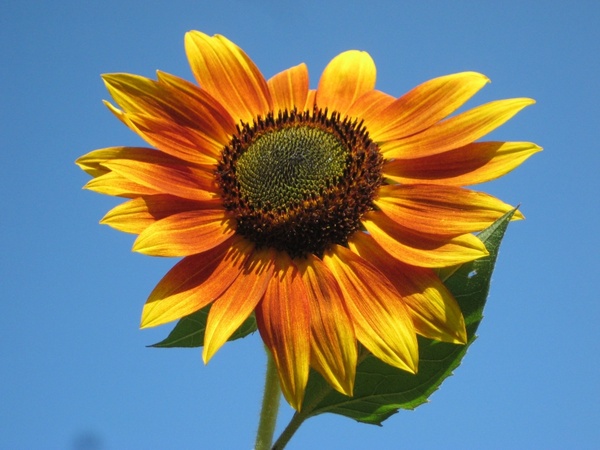 sunflower plant nature