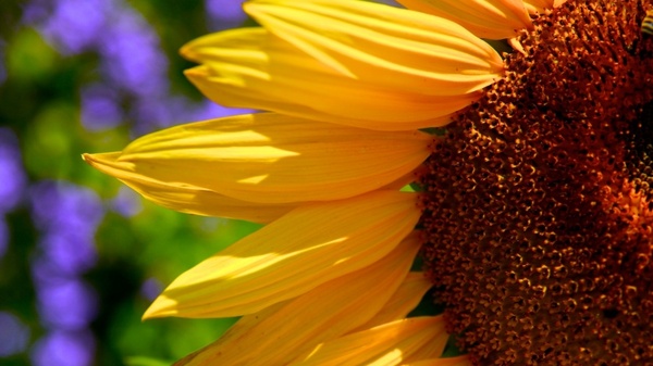 sunflower sun closeup