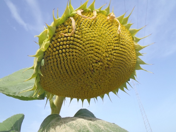 sunflower tuscany italy 