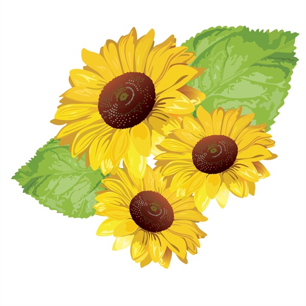 sunflower vector