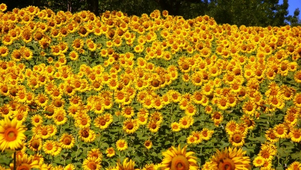 sunflowers abruzzo flowers
