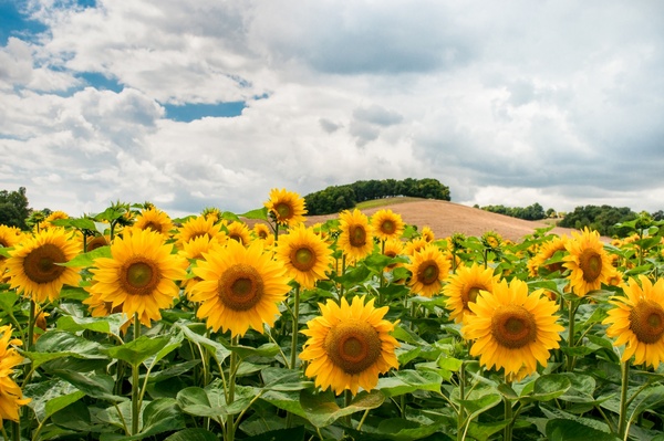 sunflowers and a hill 