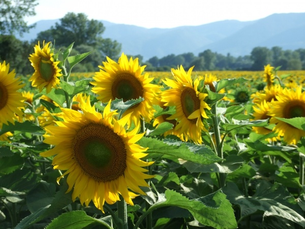 sunflowers happiness serenity