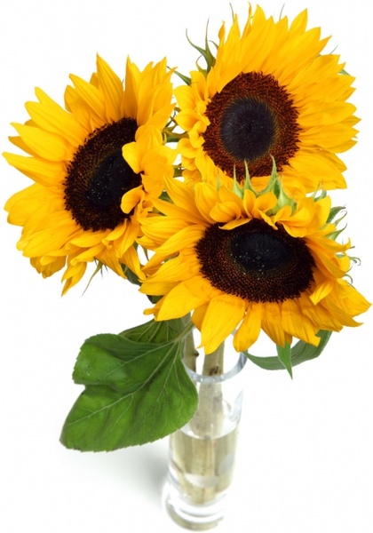 sunflowers isolated