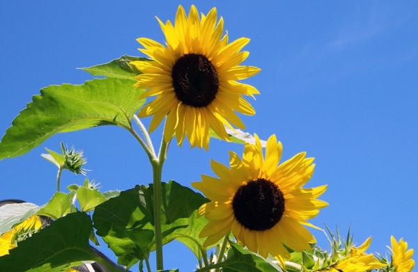 sunflowers sunshine flower