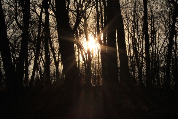 sunlight through trees at pikes peak state park iowa