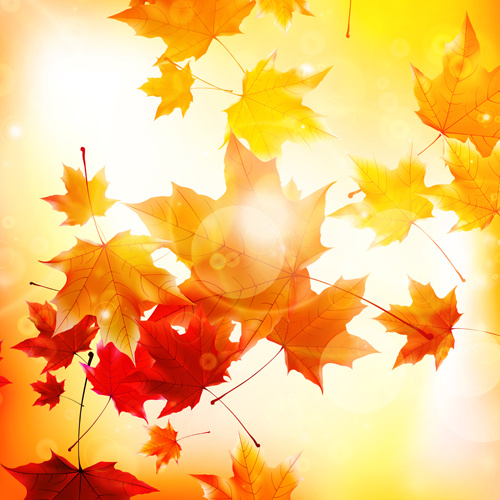 sunlight with autumn leaves background graphics