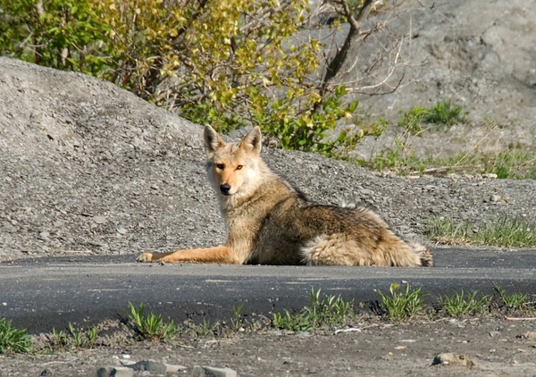 sunning coyote 