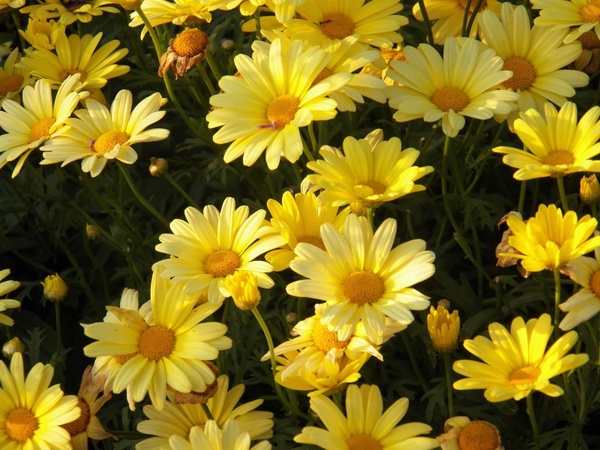 sunny flowers 
